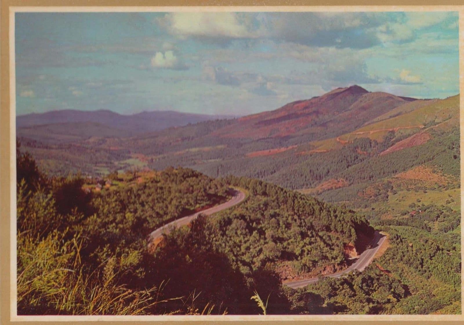 Tea Nursery Nurseries Tzaneen Teekwekery Naby South Africa Postcard