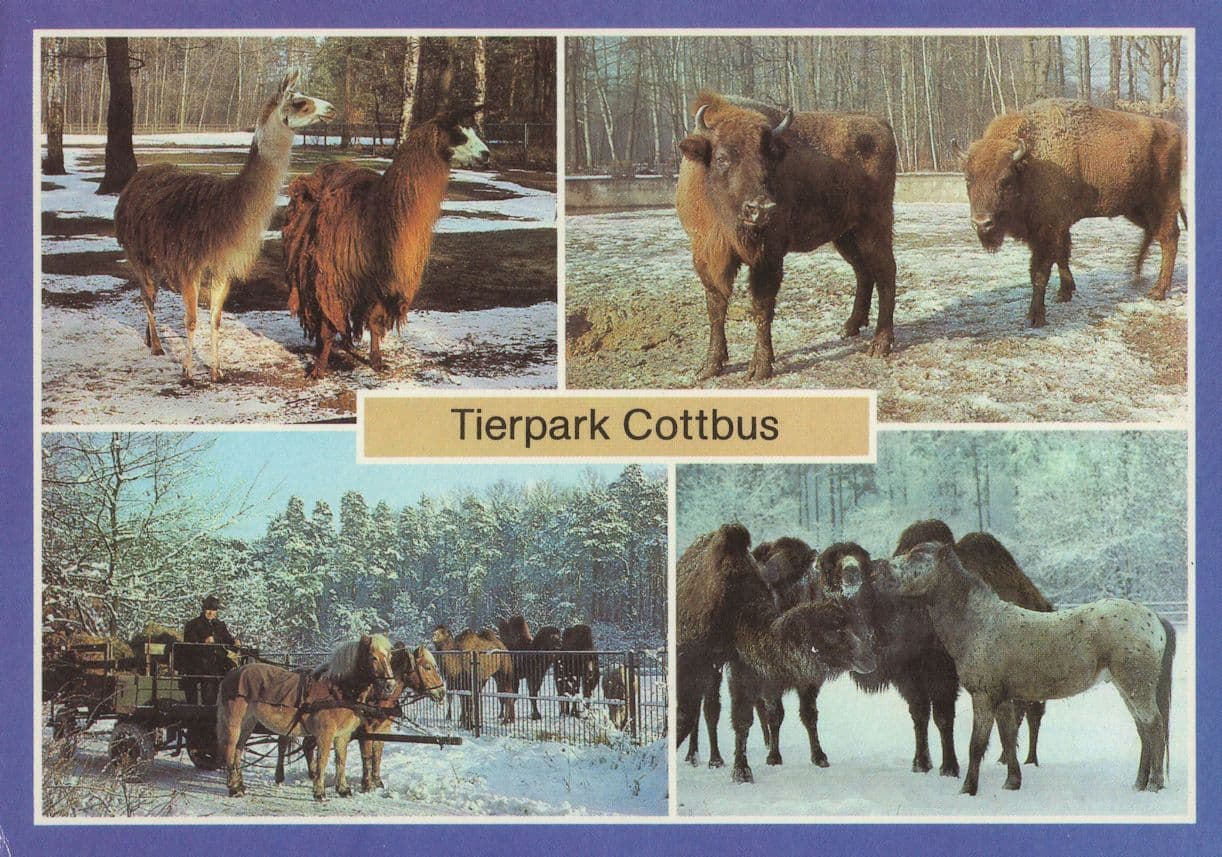 Teirpark Cottbus Animal Park Zoo Berlin Germany Postcard