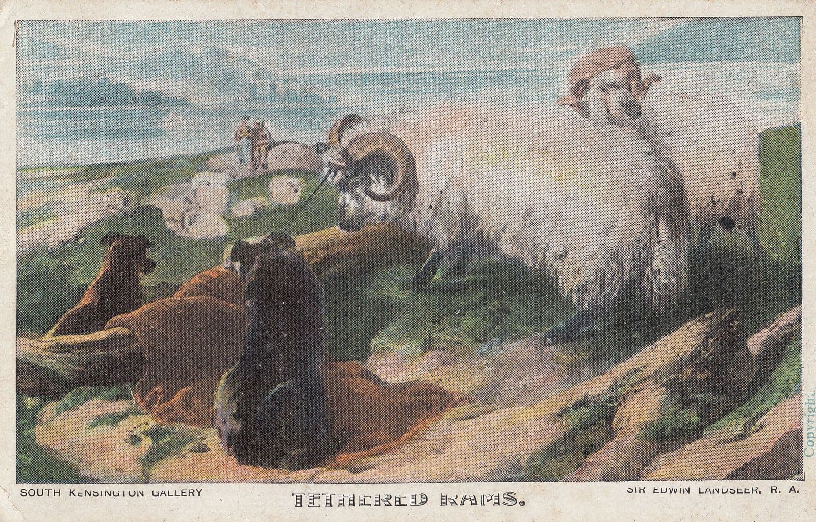 Tethered Rams South Kensington Gallery Sheep Antique Painting Postcard