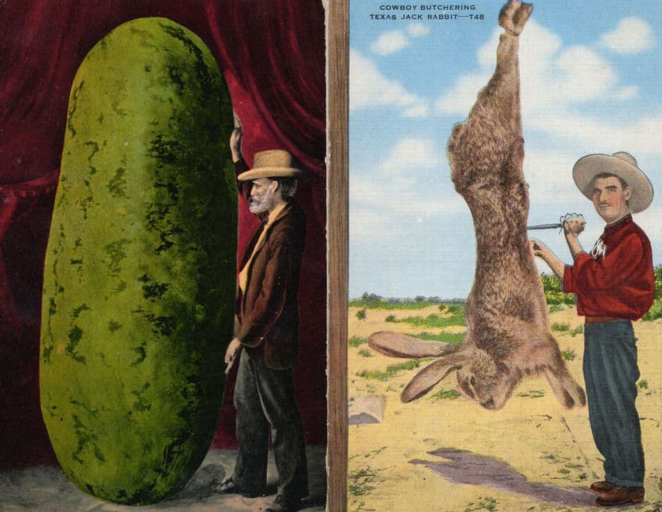 Texas TX Cowboy Butchering Jack Rabbit 2x USA Old Postcard s