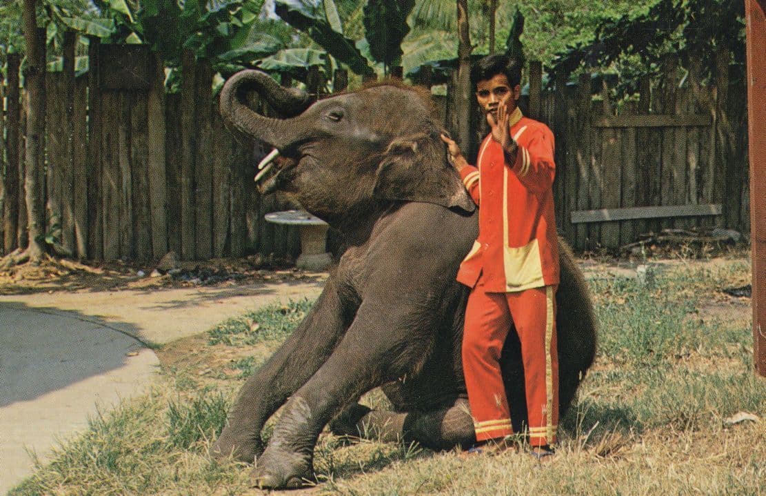 Thailand Mouth Organ Hypnotic Elephant Dance Postcard