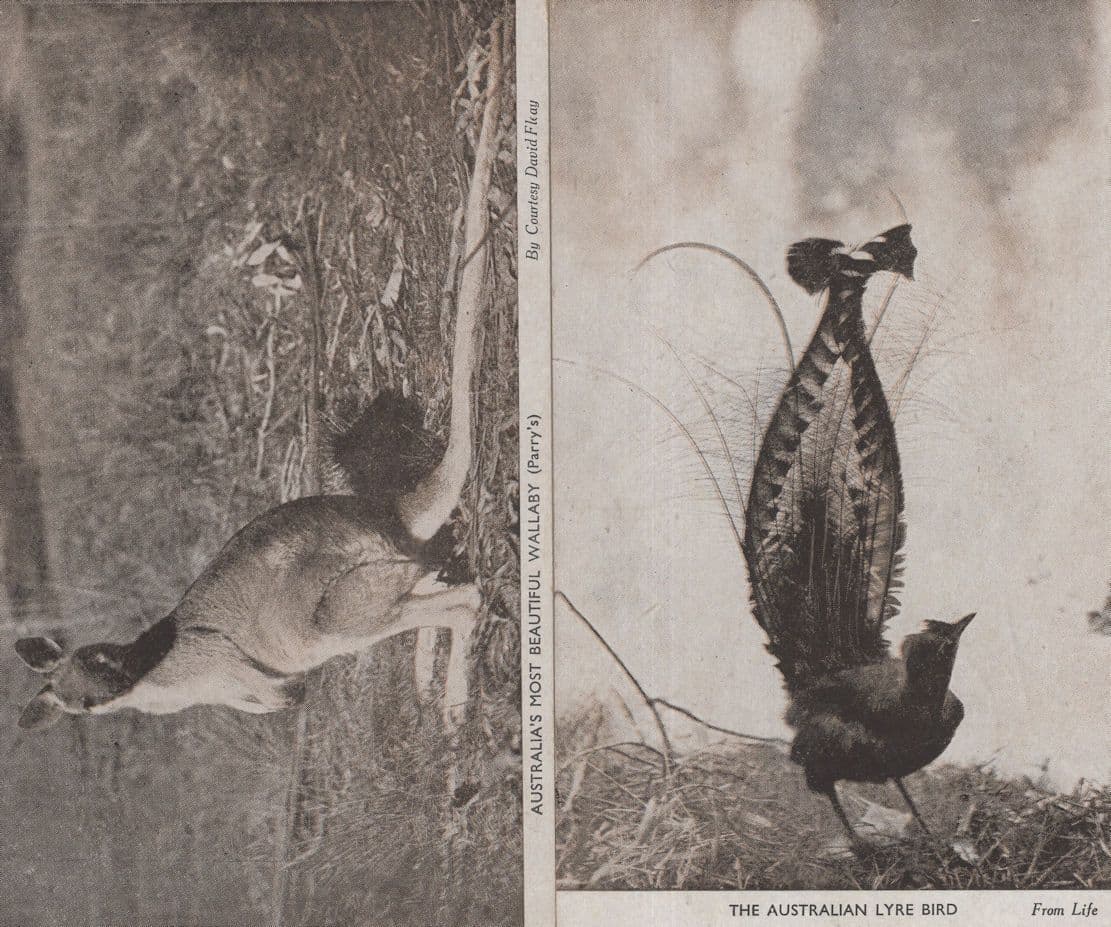 The Australia Lyre Bird Most Beautiful Wallaby 2x Old Postcard s