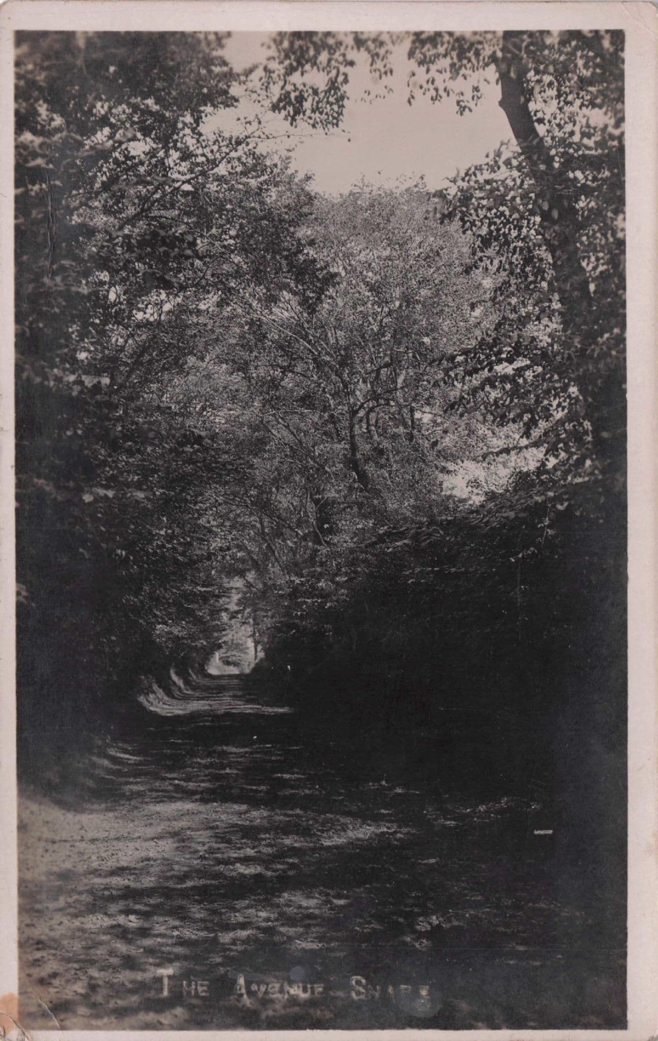 The Avenue Snape Suffolk Old Real Photo Postcard