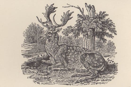 The Bewick Bestiary Diss Norfolk Artist Wood Engraving Drawing Postcard