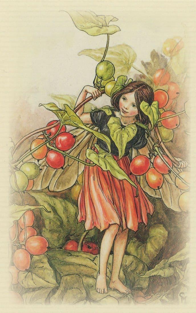 The Black Bryony Flower Fairy With Berries Old Book Stunning Fairies Postcard