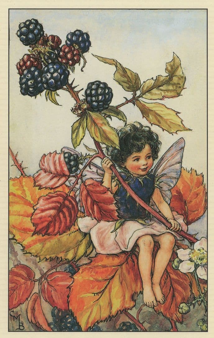 The Blackberry Fairy Antique Book Stunning Fairies Postcard