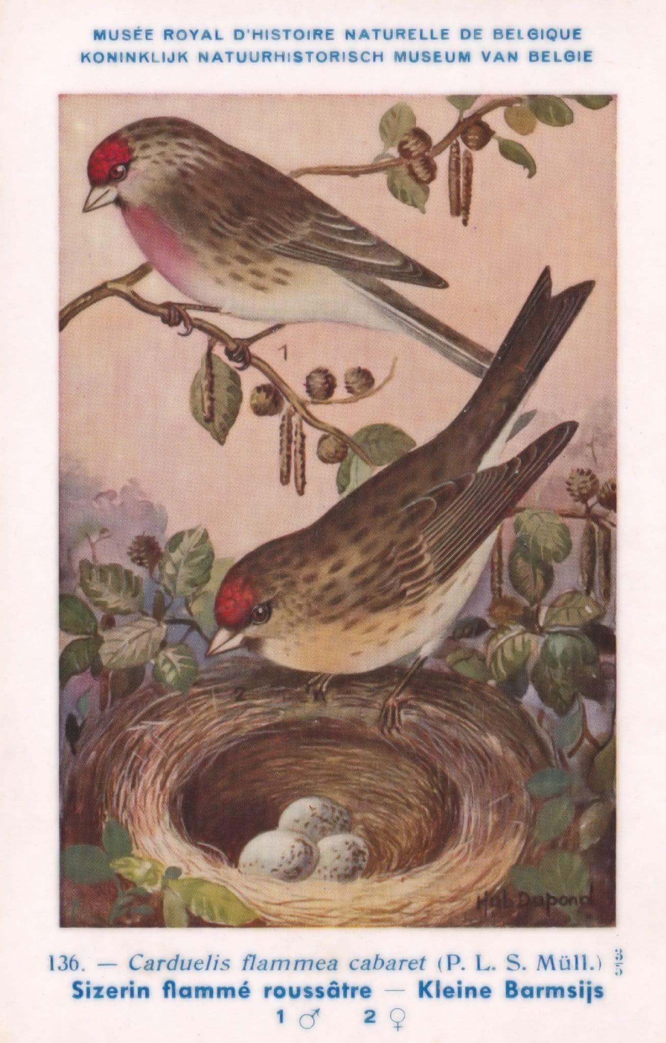 The Common Redpoll Carduelis Flammea Cabaret WW2 Bird Vintage Rare Postcard