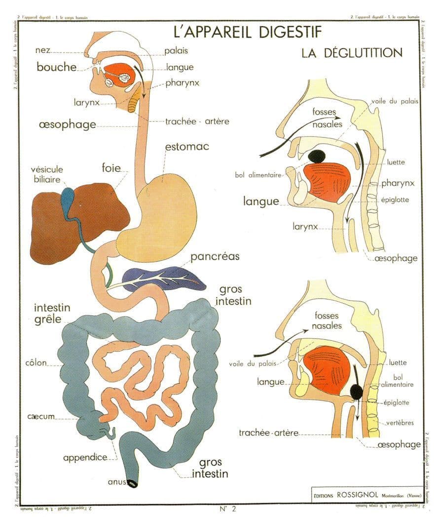 The Digestive System Eating Colon Old School Wall Chart Postcard