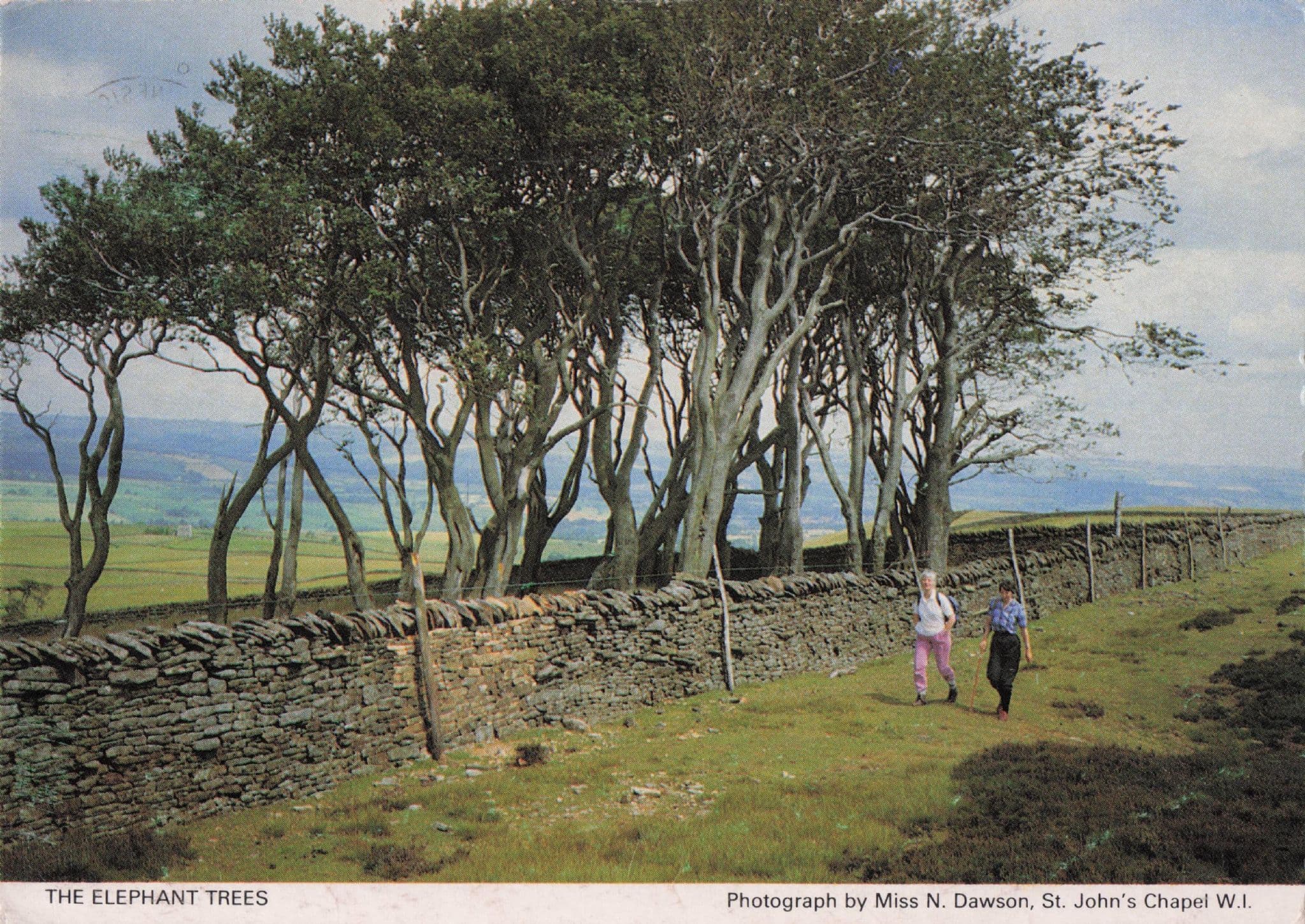 The Elephant Trees at Durham Women's Institute Photo Postcard