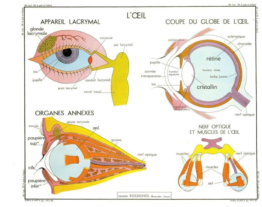 The Eyes L'Oeil  Sight Vision Old School College Test Wall Chart Postcard