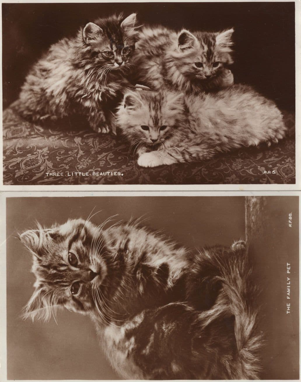 The Family Pet Three Little Beauties 2x Kitten Valentines Cat Postcard s