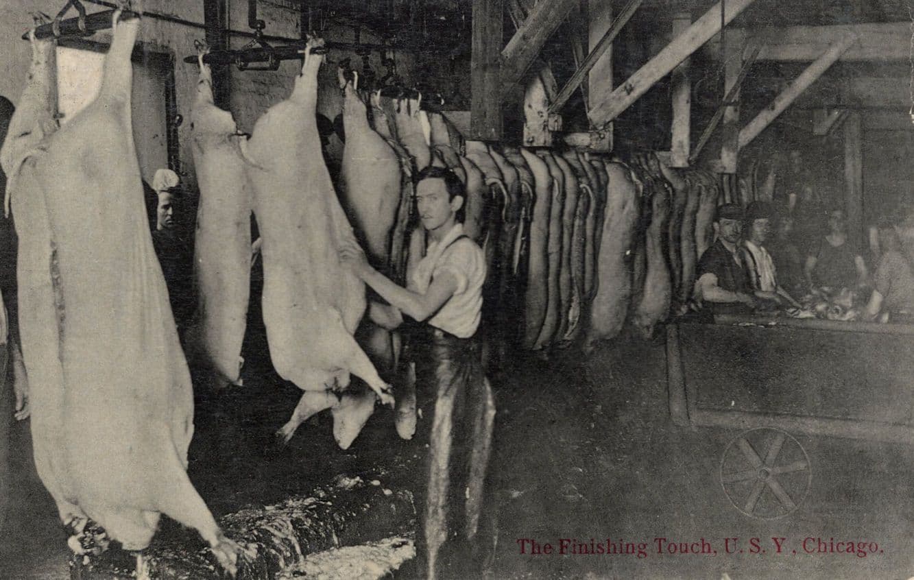 The Finishing Touch Chicago Slaughter House Cattle Killed RPC USA Postcard