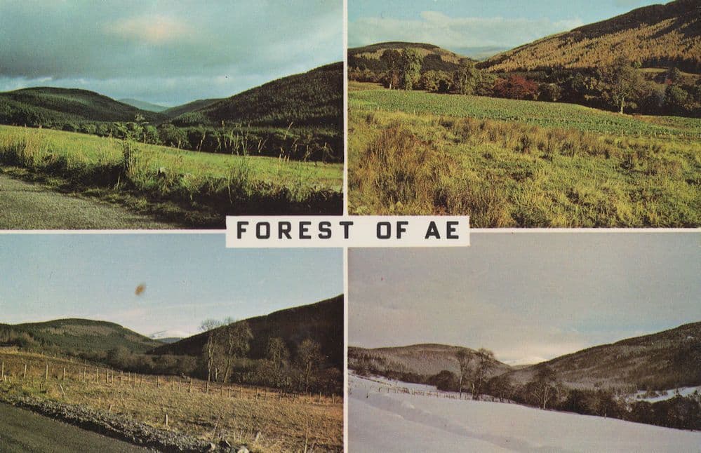 The Four Seasons Of Forest Of Ae Winter Snow Scottish Postcard