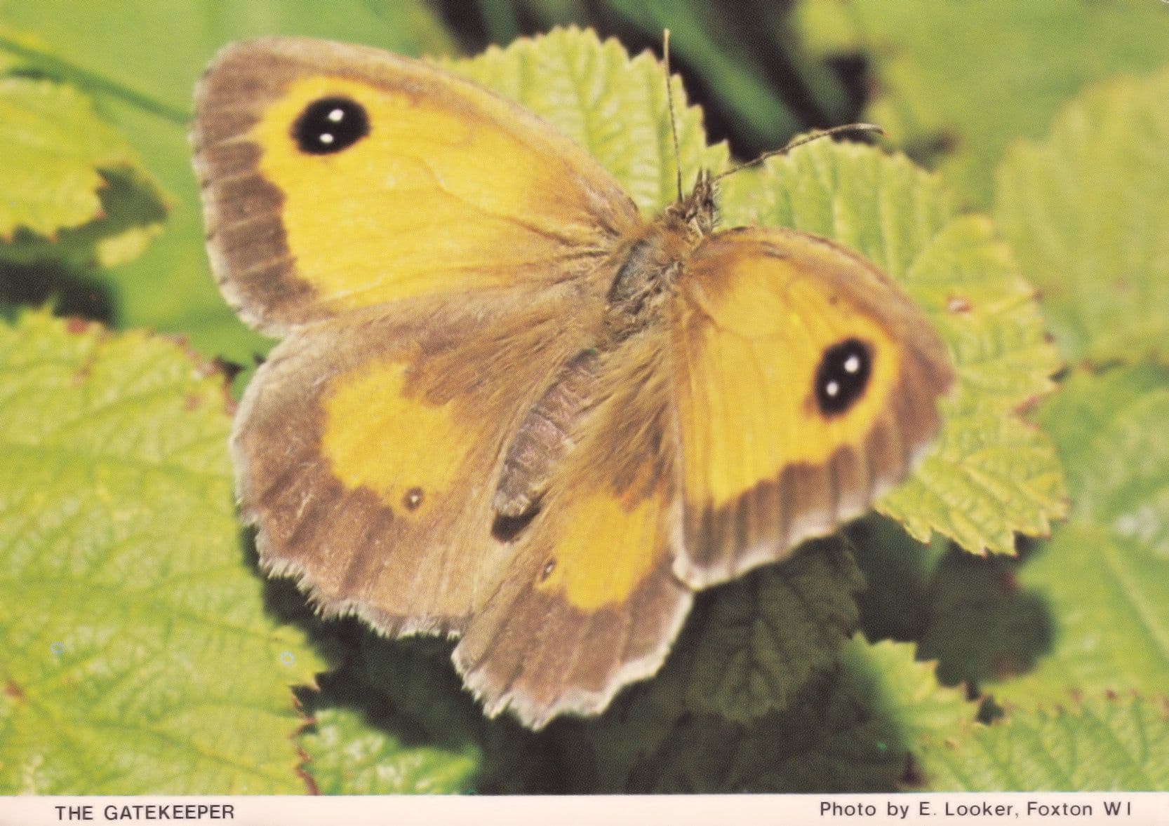 The Gatekeeper Cambridge Butterfly Postcard