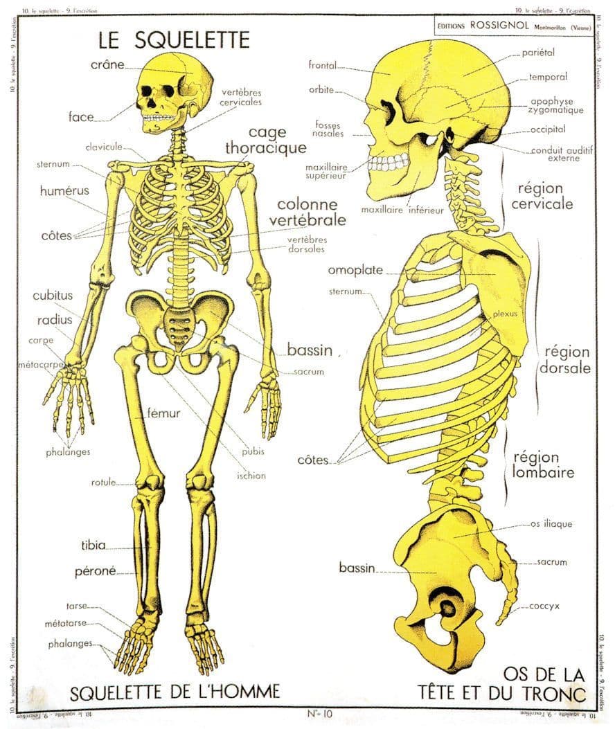 The Human Skeleton Le Squelette School Education Wall Chart Postcard