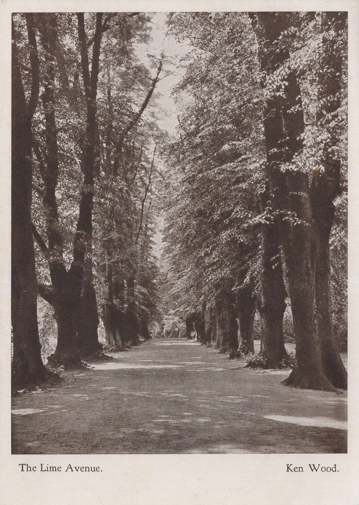 The Lime Avenue Ivy Bequest Ken Wood Kenwood House Postcard