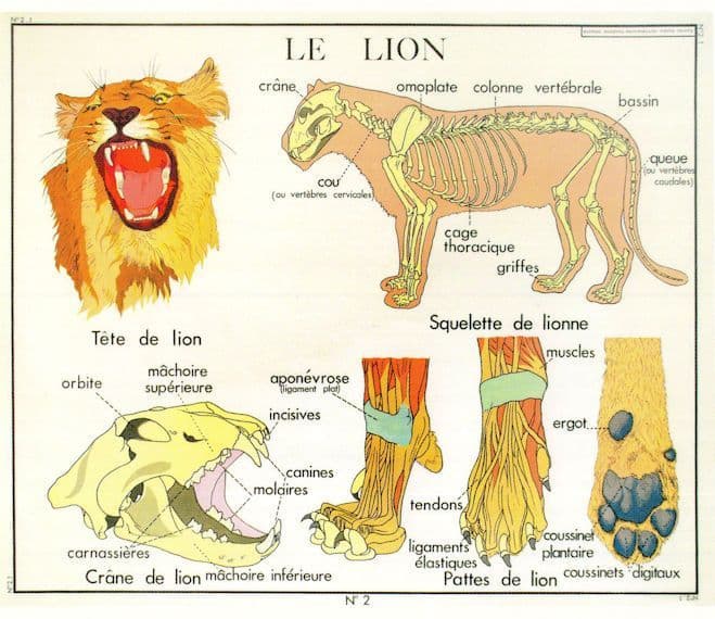 The Lion Skeleton King Of Cats Old School Chart Postcard