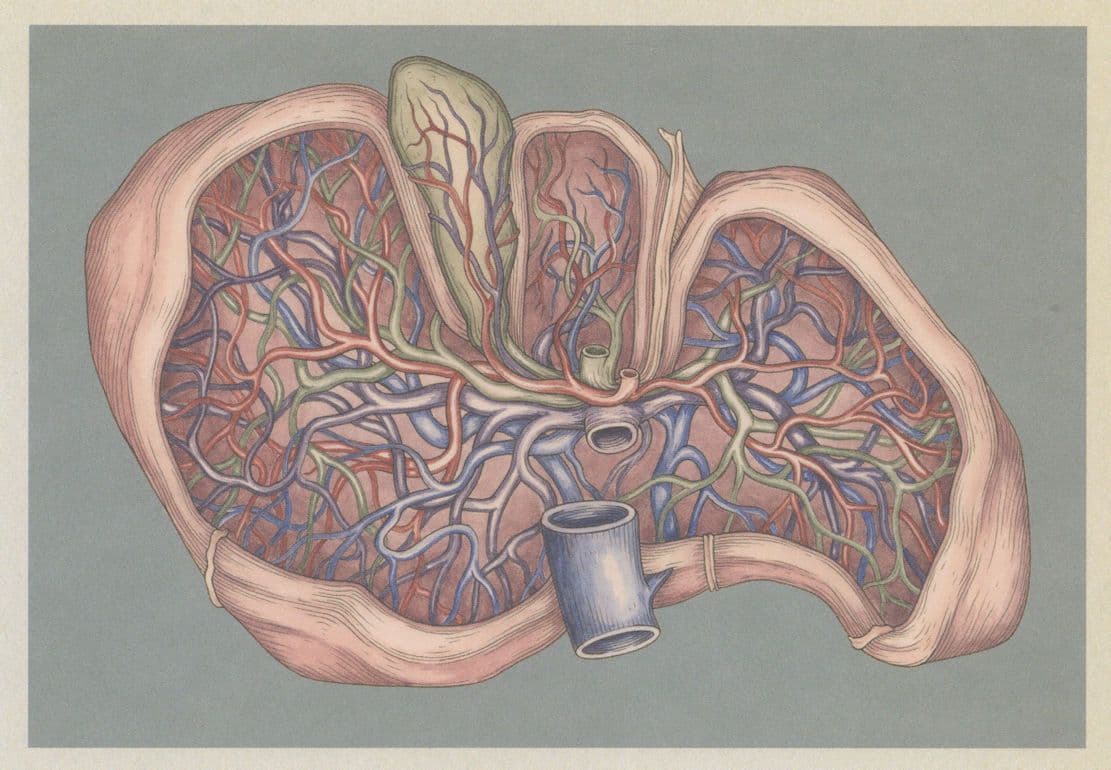 The Liver Sliced Open Internal View Morbid Postcard