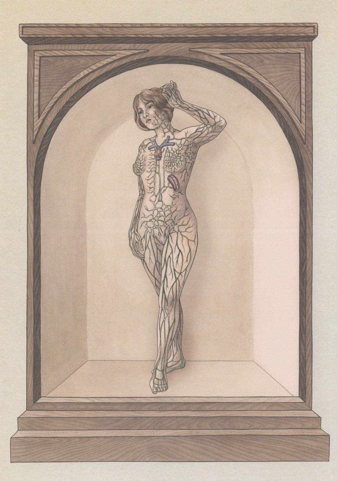 The Lymphatic System Female Dissected Morbid Postcard