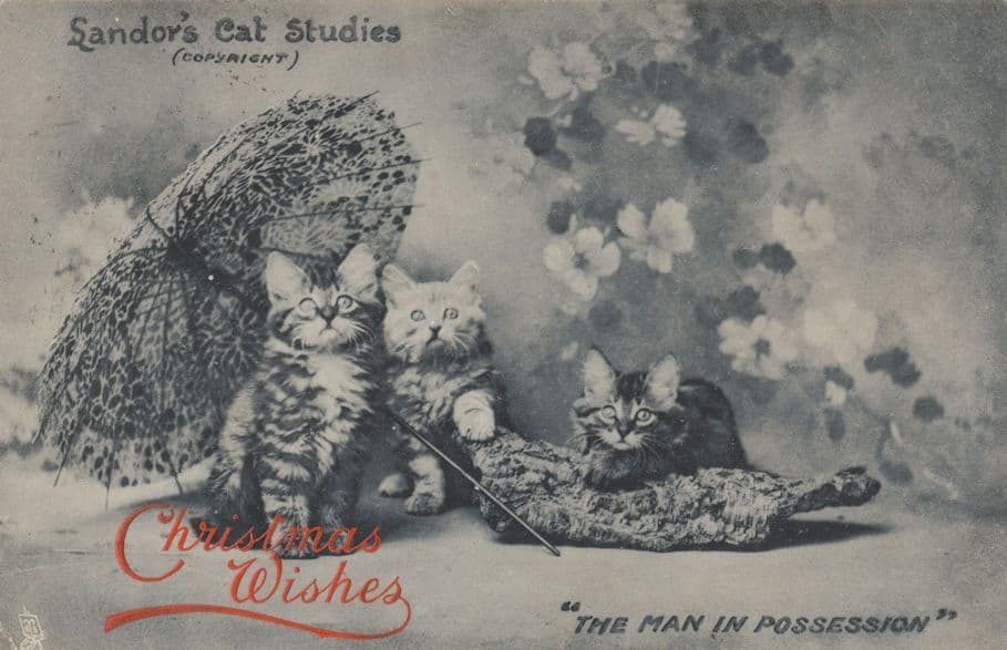 The Man In Possession Landors Cat Studies Old Greetings Postcard