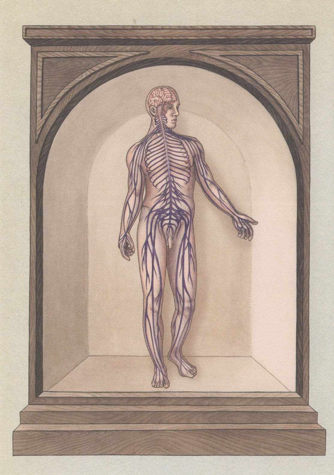 The Nervous System Muscles & Genitals Morbid Science Postcard