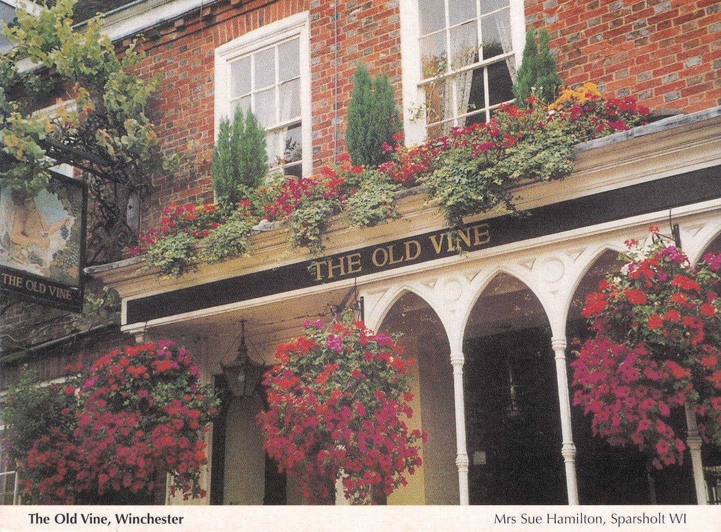 The Old Vine Pub Winchester Hampshire Postcard