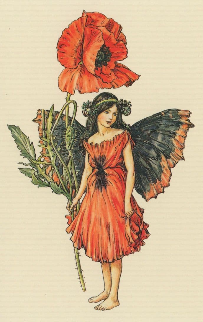 The Poppy Flower Fairy Fairies Old Book Stunning Postcard