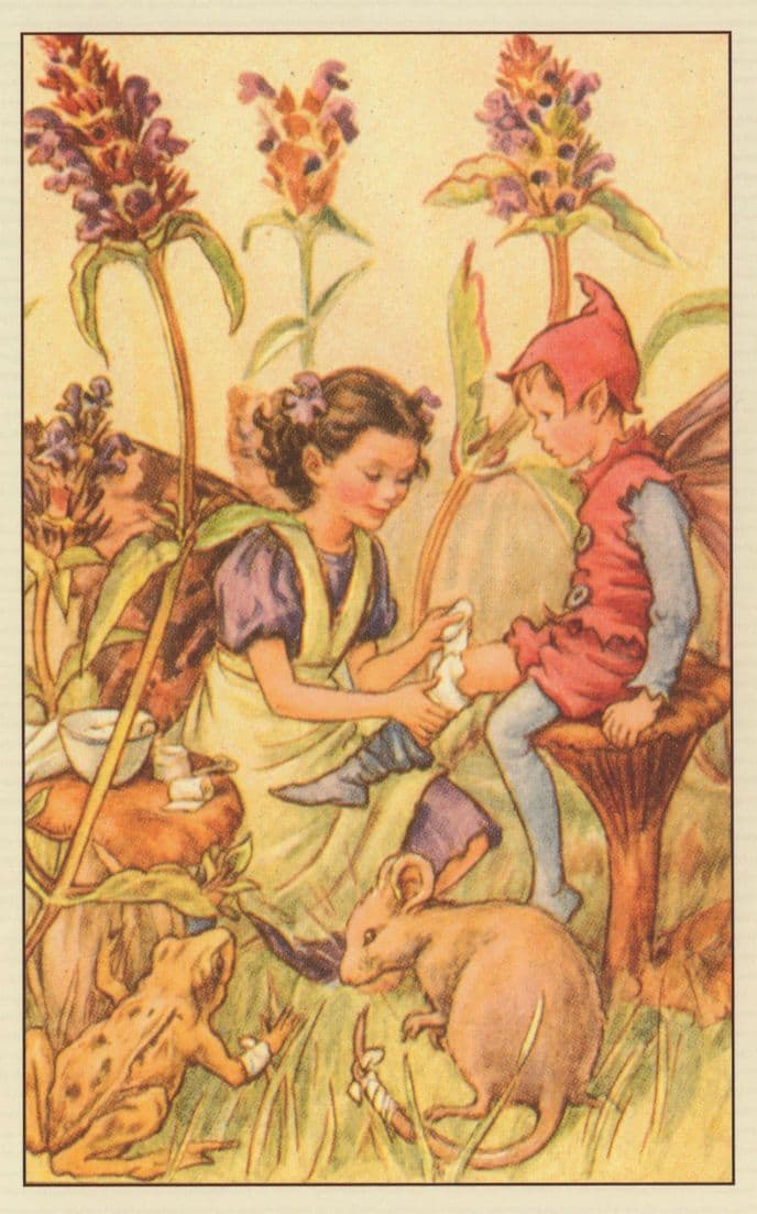 The Self Heal Fairy Flower Fairies Vintage Book Stunning Postcard