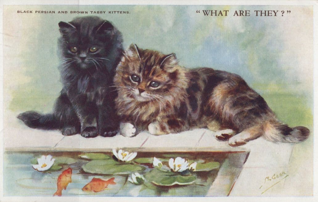The Stranger What Are They Goldfish Cats Mabel Gear Old Postcard