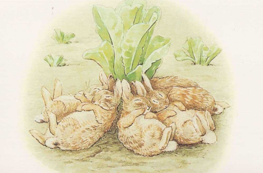 The Tale Of The Flopsy Bunnies Overeating 1909 Beatrix Potter Postcard