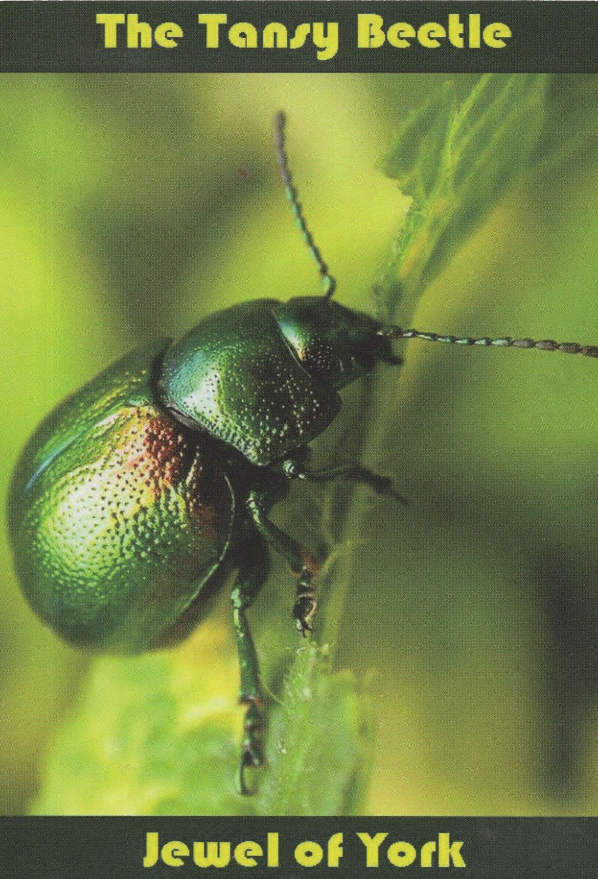 The Tansy Beetle Jewel of York on River Ouse Postcard