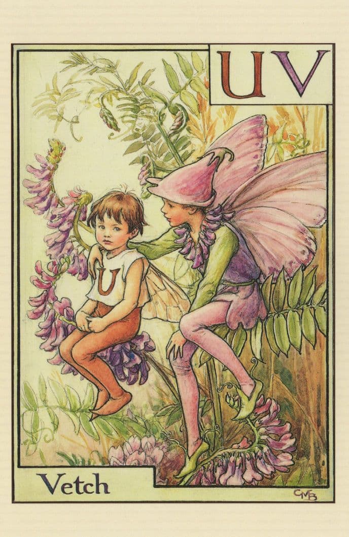 The Vetch Fairy From 1934 Flower Fairies Book Postcard
