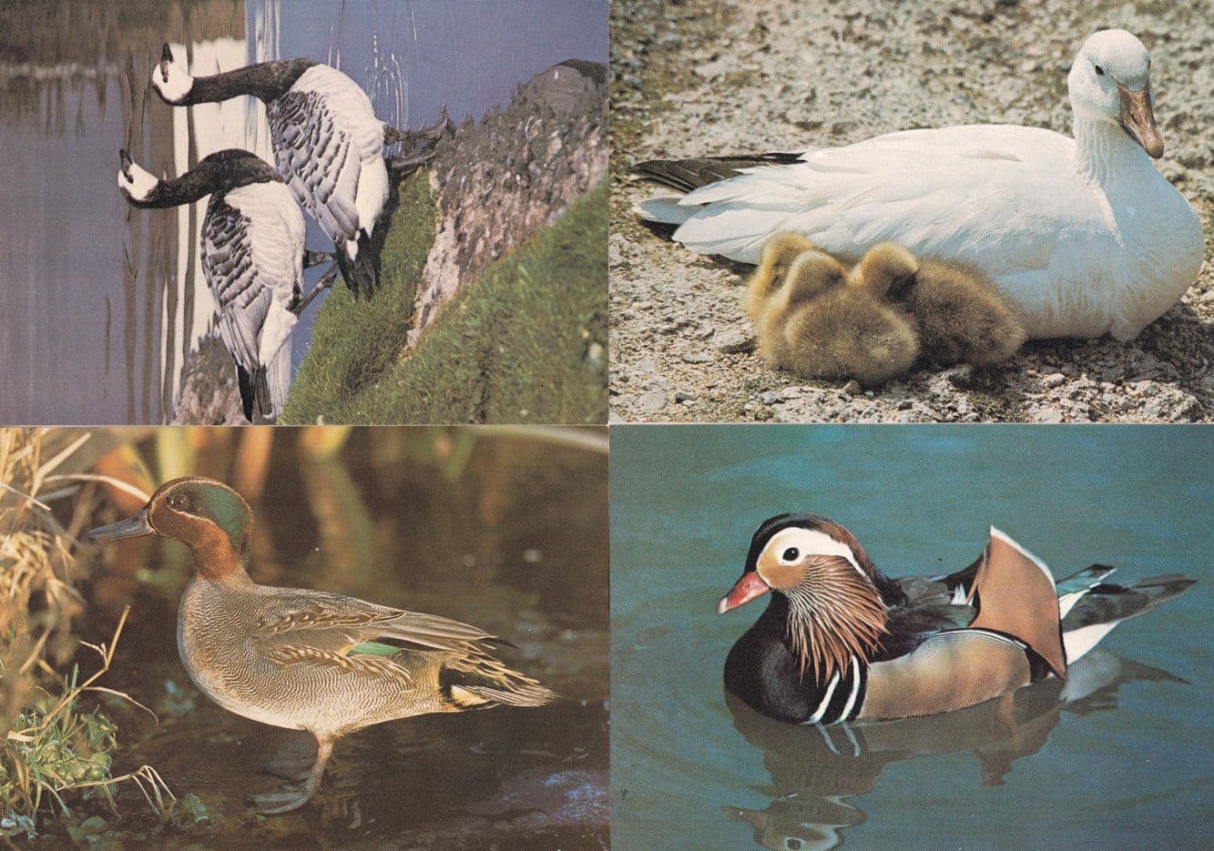 The Wildfowl Bird Trust Gloucester Geese Drake 4x Postcard s