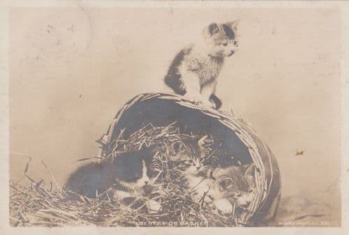 Three Cats Cat Kitten Playing in Straw Wicker Basket Rolling Antique Postcard
