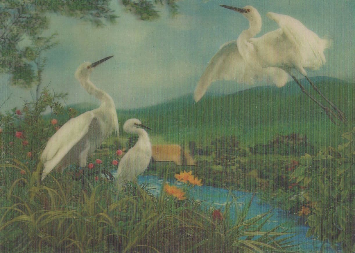Three Egrets Birds Three Dimensional Postcard