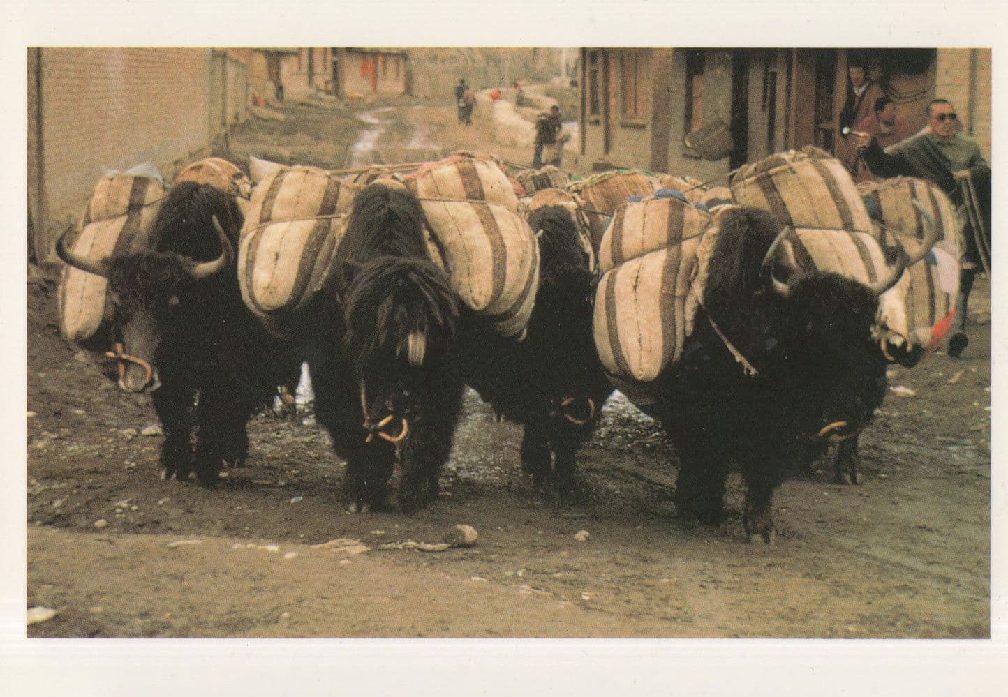 Tibet Procession Of Bull Bulls Tibetian Postcard
