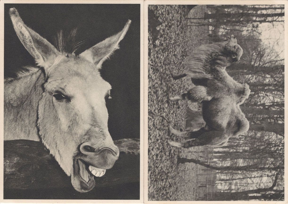 Tierpark Schloss Bremen German Zoo Camel Horse 2x Postcard s