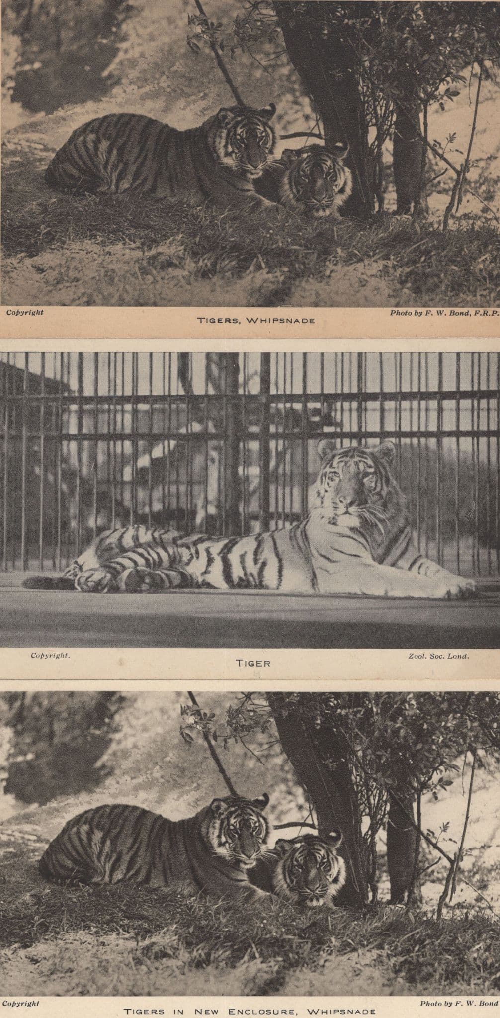 Tiger At Whipsnade London Zoo 3x Antique Postcard s