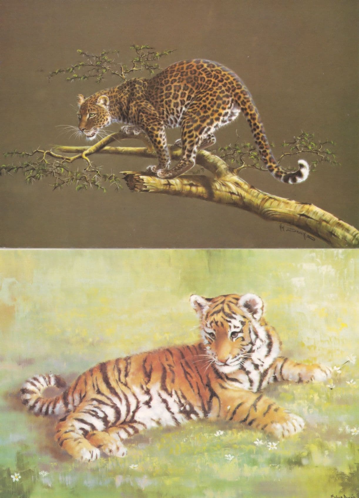 Tiger Cub Leopard 2x Medici Rare Giant Cat Postcard s