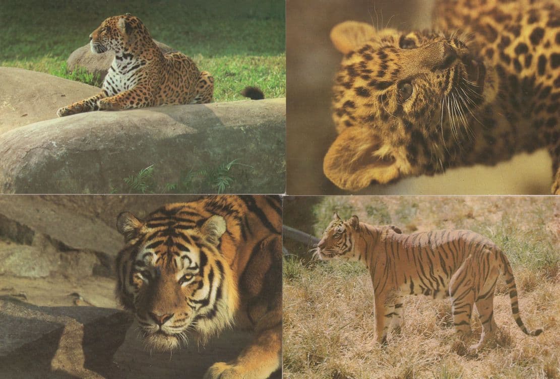 Tiger Sibirascher Junger Luchs 4x German & Rare Postcard s