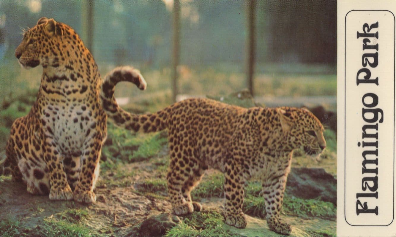 Tigers at Flamingo Park Yorkshire Zoo 1970s Widescreen Postcard
