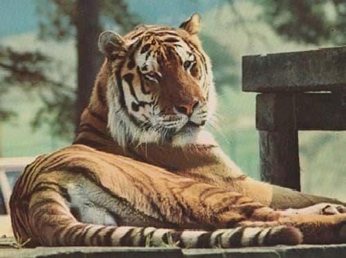 Tigers Tiger At Game Park Longleat Zoo Wildlife Park Wiltshire Postcard