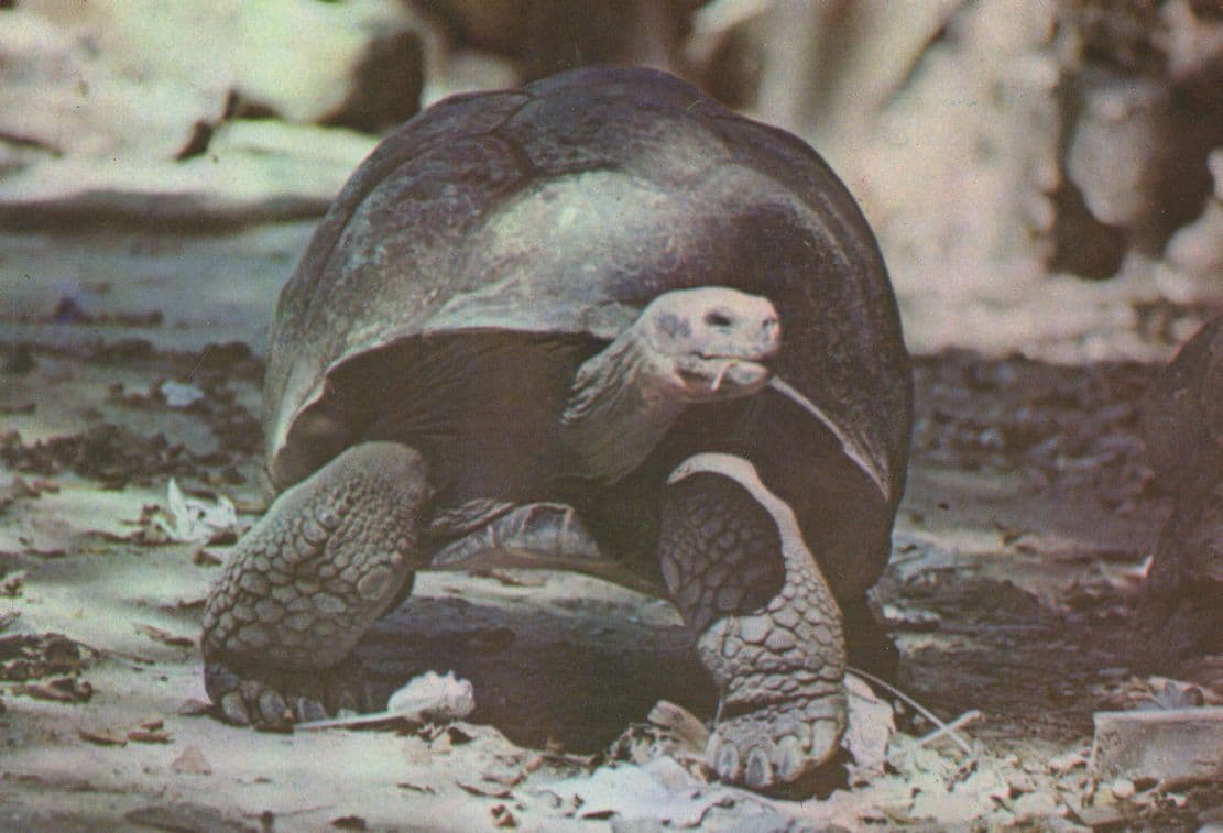 Tortoise Looking In Distance In Cuba Postcard