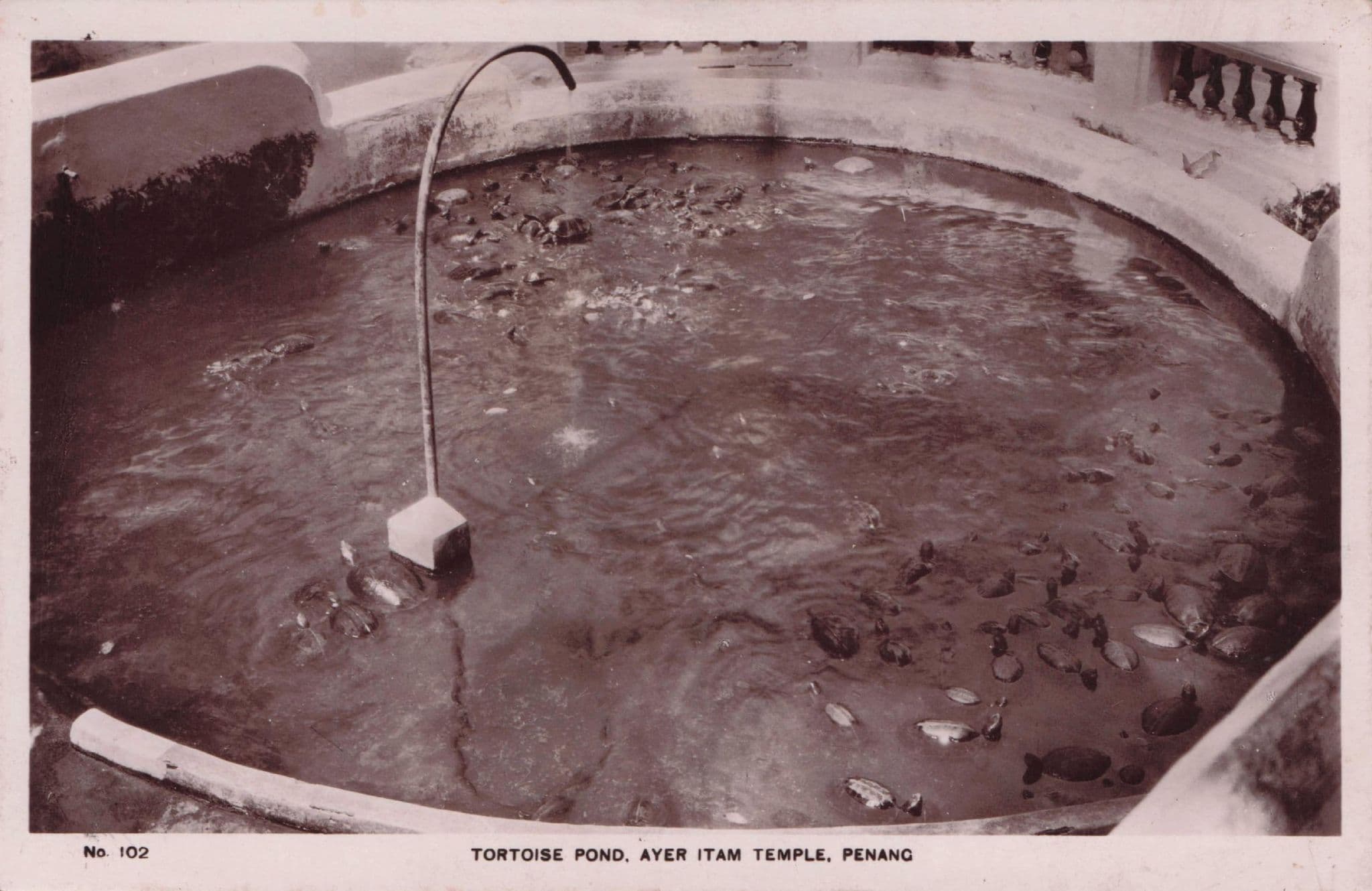 Tortoise Pond Ayer Itam Temple Penang Malaysia Real Photo Old Postcard