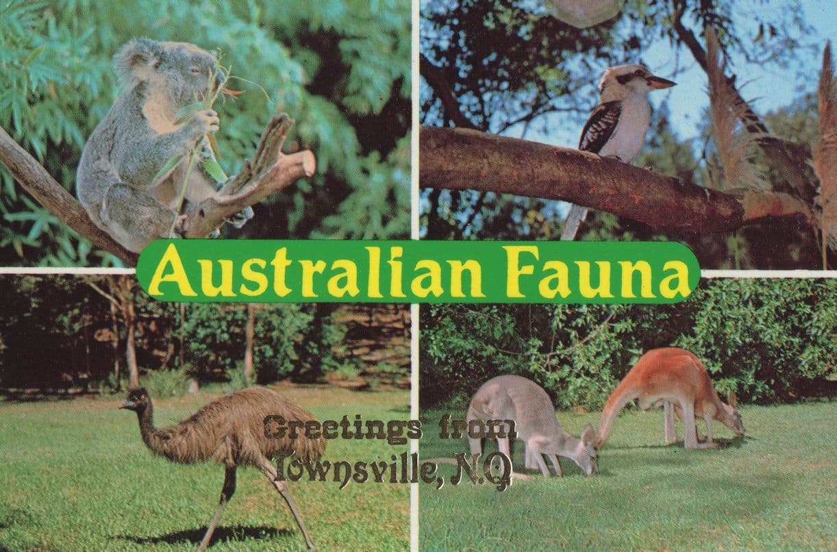 Townsville Australia Fauna Bird Koala Emu Wildlife Postcard