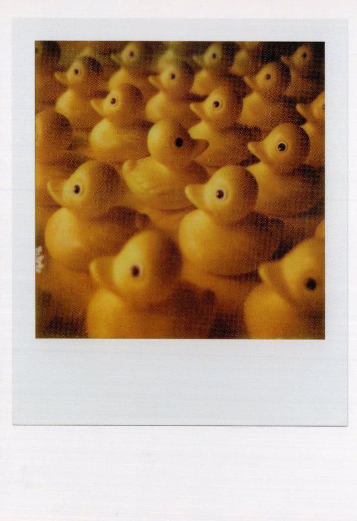 Toy Model Rubber Ducks Bath Birds Award  Analog Photo Postcard