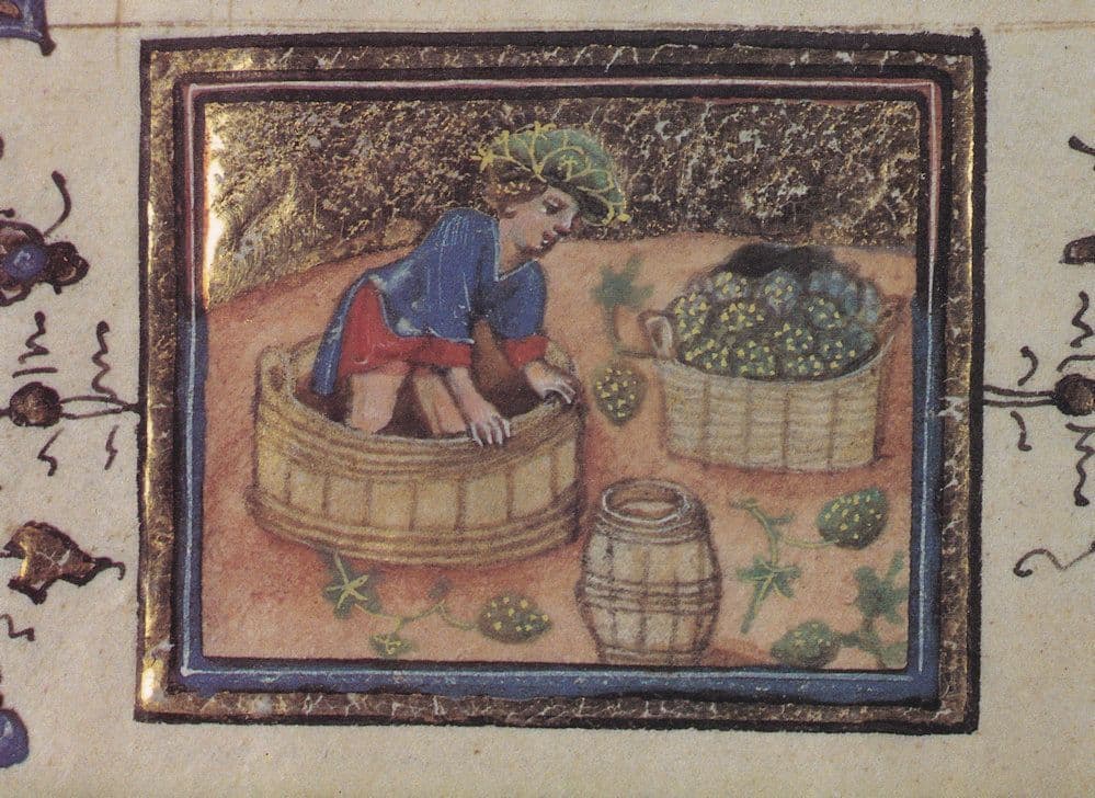 Treading Grapes Belgium Farming Flemish Medieval Book Postcard