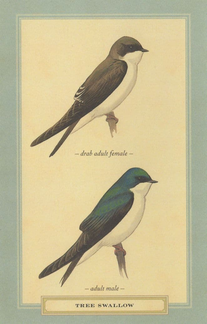 Tree Swallow Adult Male Female Bird Stunning Postcard