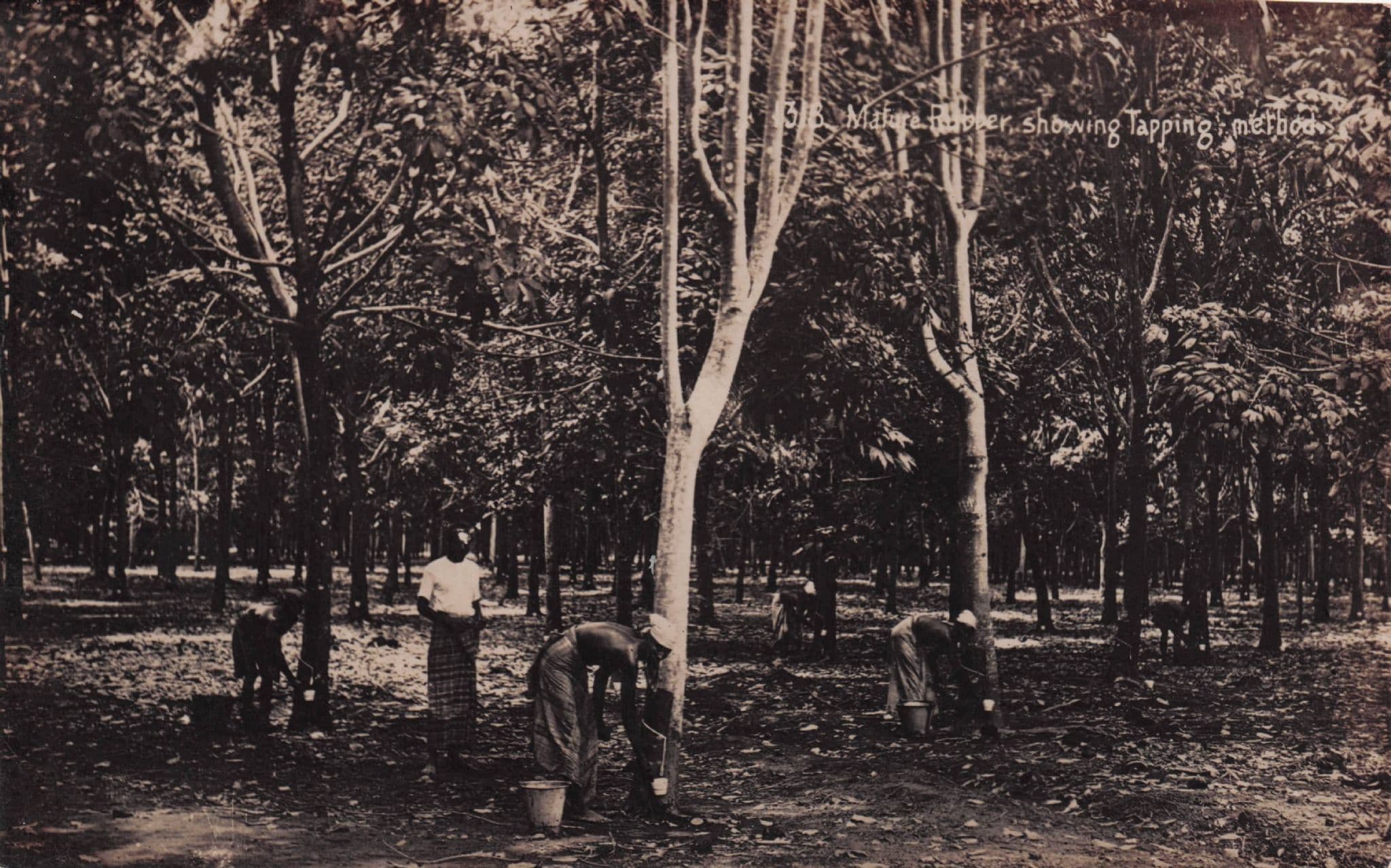 Tree Workers Labourers Java Indonesia Real Photo Old Postcard