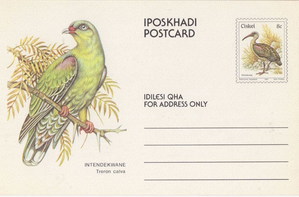 Treron Calvus African Green Pigeon PB Ciskei Rare Postcard
